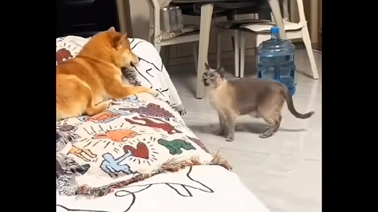 Funny cats