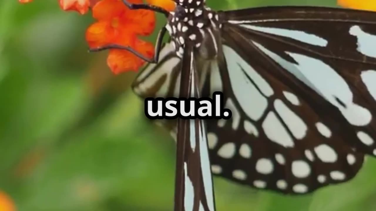 The Little ButterFly