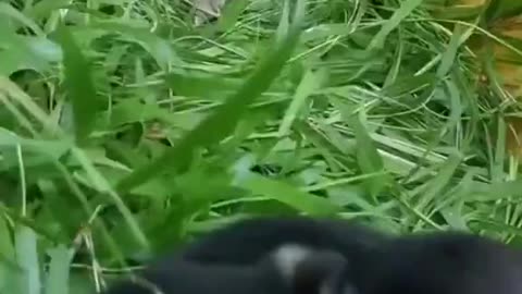 Cat Domination