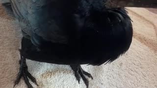 😊🐦 This Sweet Old Birdie Will Melt Your Heart! | FunFM