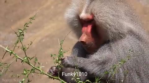 Amazing Scene of Wild Animals parts 3