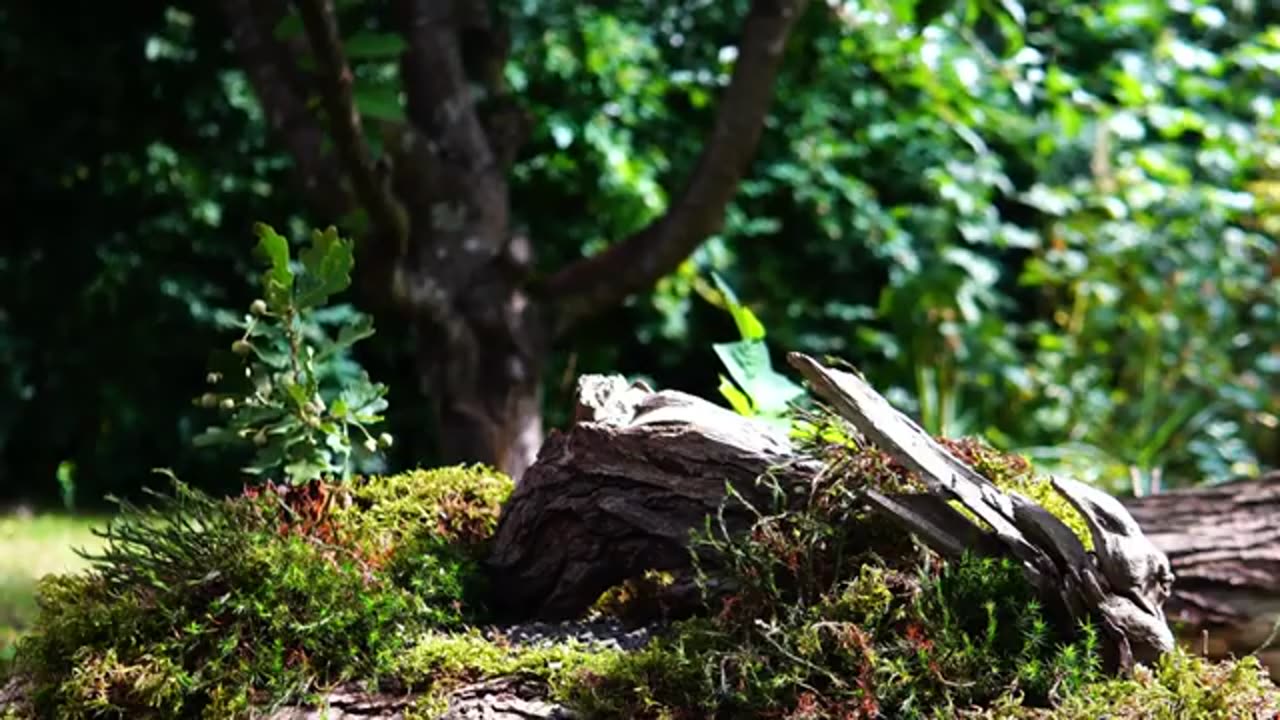 Wild Birds, Mesmerizing Feathers: The Best Cat TV Ever