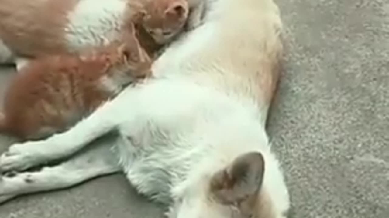 Feline Fun: Cats & Kittens Stealing Hearts!