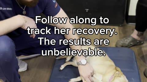 Chiropractor saves dog's life- PART 1