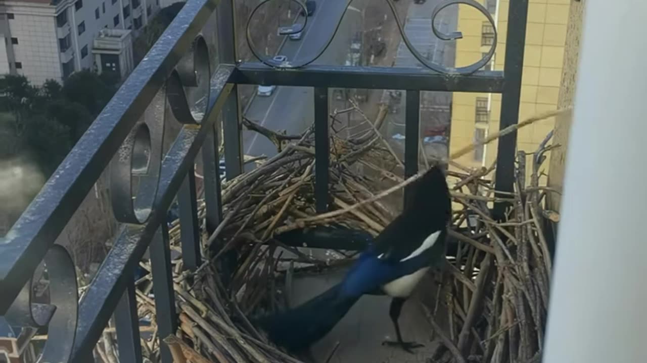 "🐦❤️ A Bird Built a Nest with So Much Effort in a Balcony!"