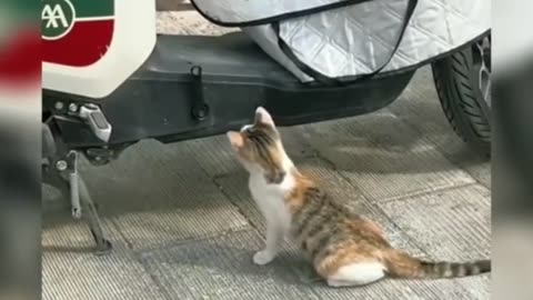 cat funny video