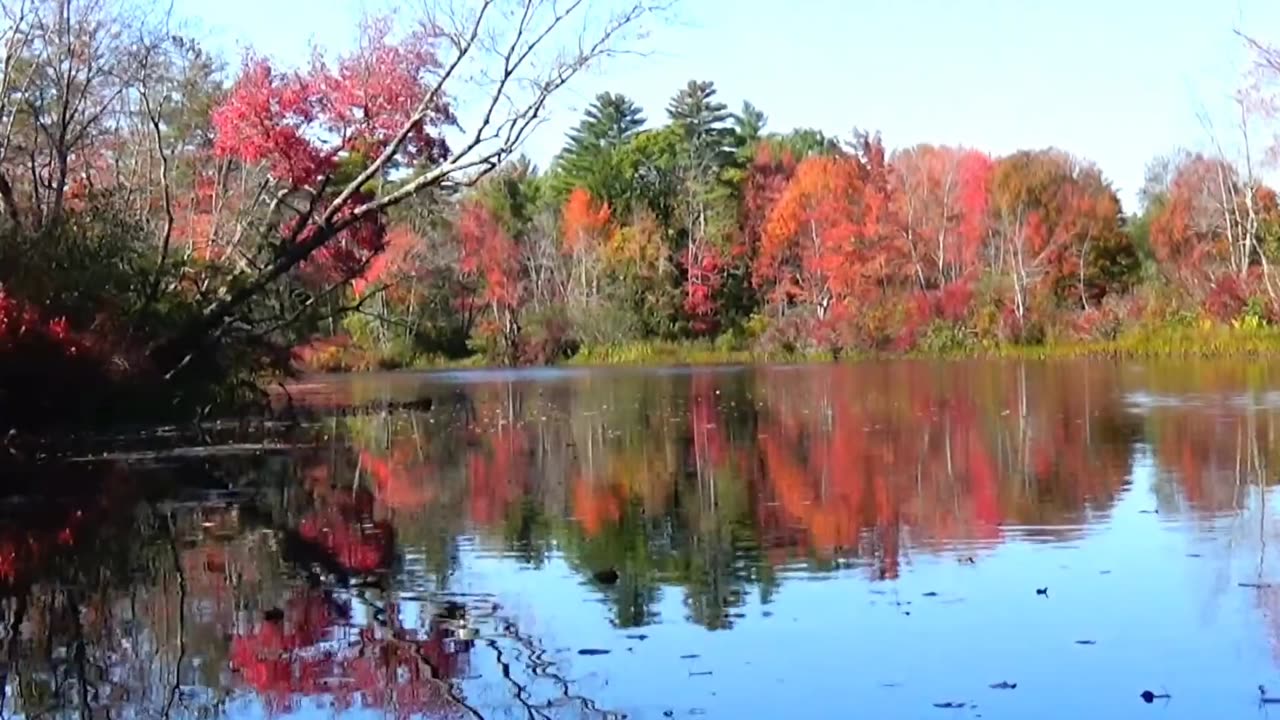 Fall Foliage