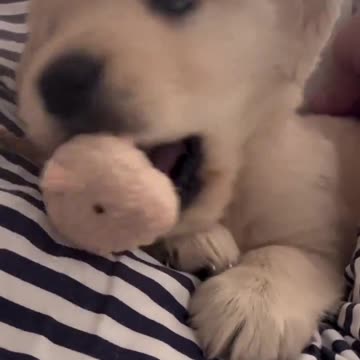 A Dog's Everlasting Love: A Heartwarming Story