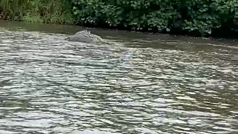 Passing By a Massive Crocodile in Indonesia