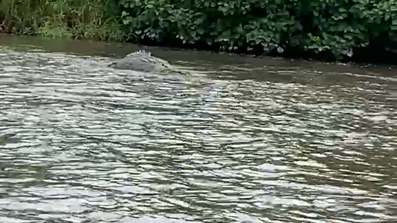 Passing By a Massive Crocodile in Indonesia