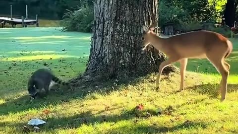 🦌🐻 This Unlikely Friendship Will Melt Your Heart! | FeedMyCuriosity