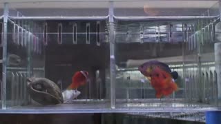 Watch Alex Jones Warn You About The New World Order Decades Ago in These Films