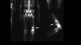 Watch Alex Jones Warn You About The New World Order Decades Ago in These Films