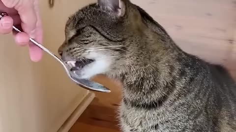 Cat gets new food 😂 - petfunnytime