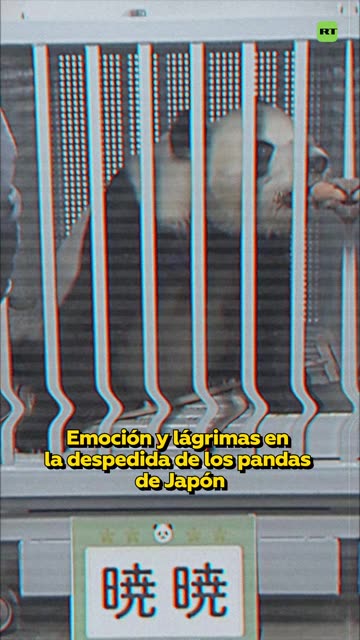 Japón se despide de sus pandas por tensiones diplomáticas con China