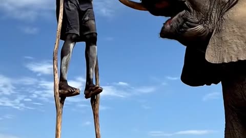 Elephant Eating papaw