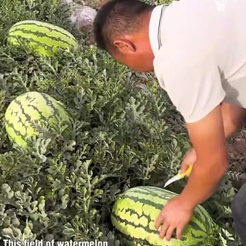 This is watermelon heaven!.hd