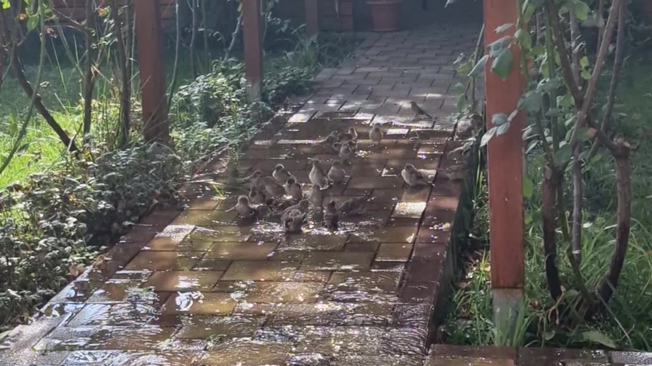 Flock of Cute Birds Plays in Puddle