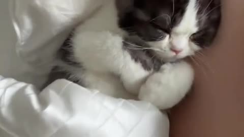 Cat and baby is good 👍 👌