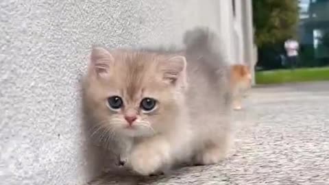 Cat english video, foryou, goviral,foryoupage,motivation