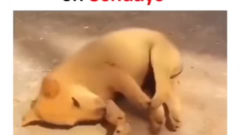Corporate Employees on Sundays