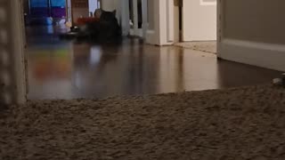 😂😮 Armani's Reaction is Priceless! | FunFM