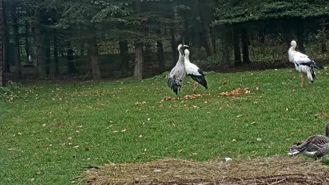 Jonáš's singing is irritating to Honzík 🔊🎶🎶🤣😂