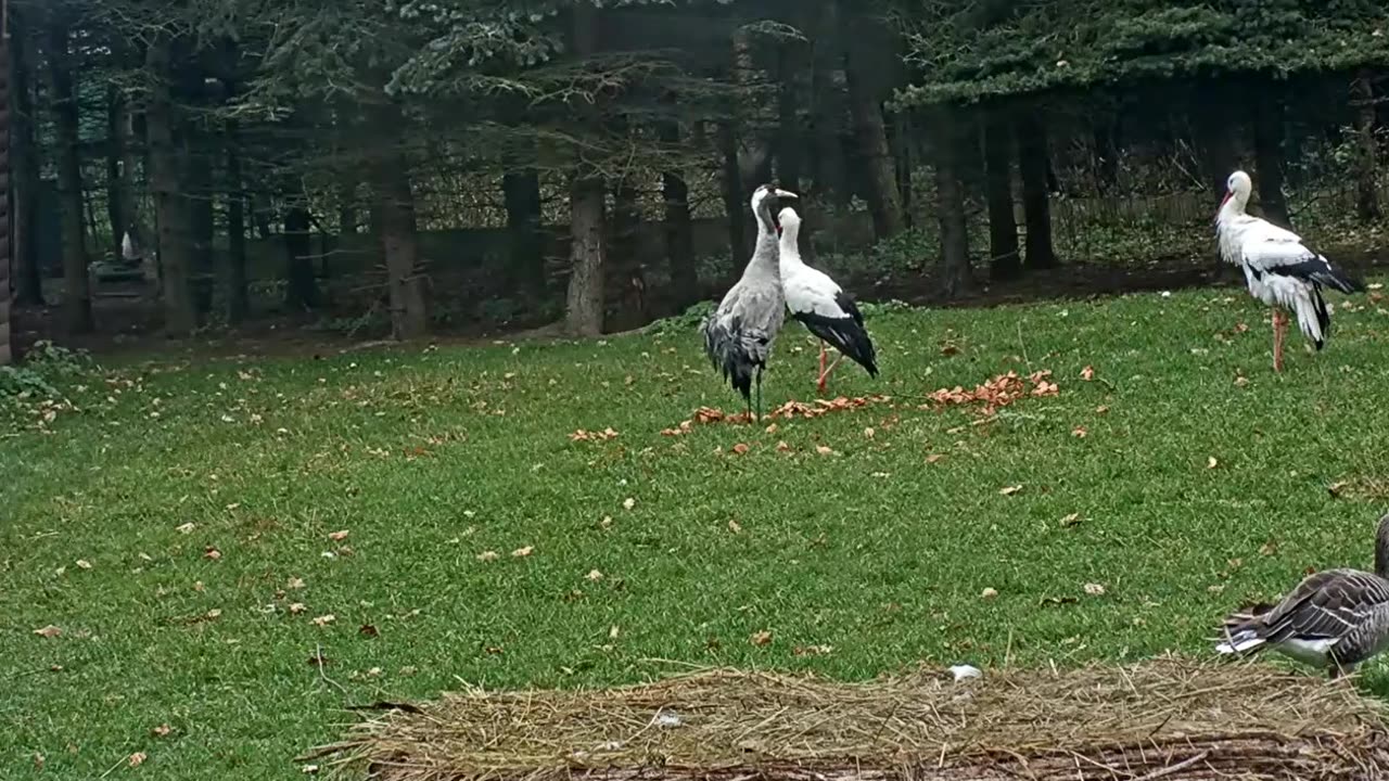 Jonáš's singing is irritating to Honzík 🔊🎶🎶🤣😂