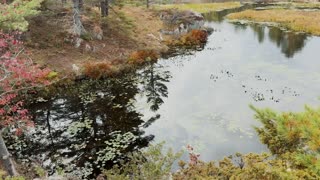 No underwear survival, testing my outdoor skills