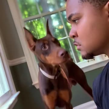 Nonstop Laughter with These Hilarious Dogs! 😂🐾 | Shake Off Your Stress Today!"