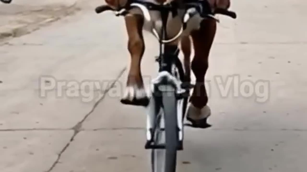 Donkey riding a bike