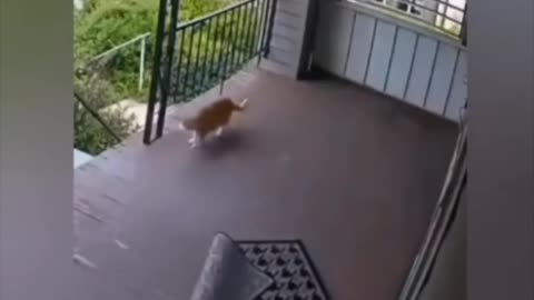 😂👻 Cat Got Spooked! But What Spooked It? | TheHauntingHour