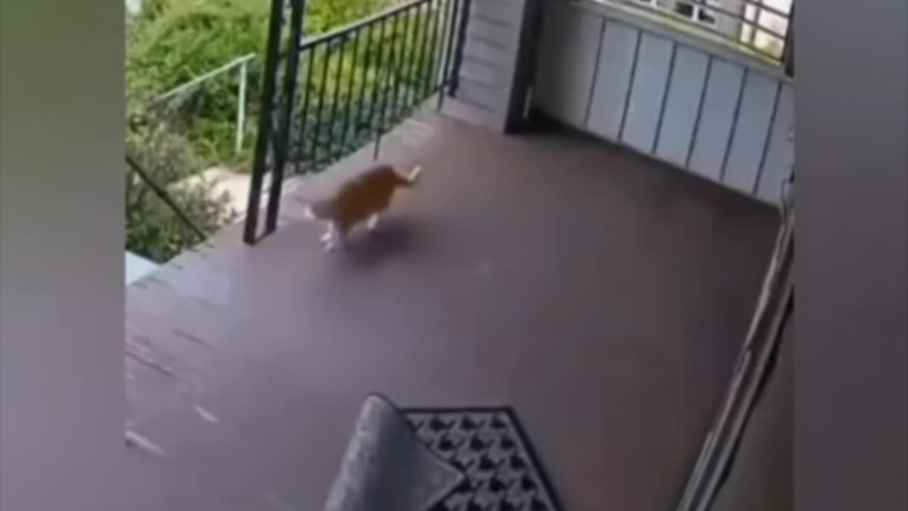 😂👻 Cat Got Spooked! But What Spooked It? | TheHauntingHour