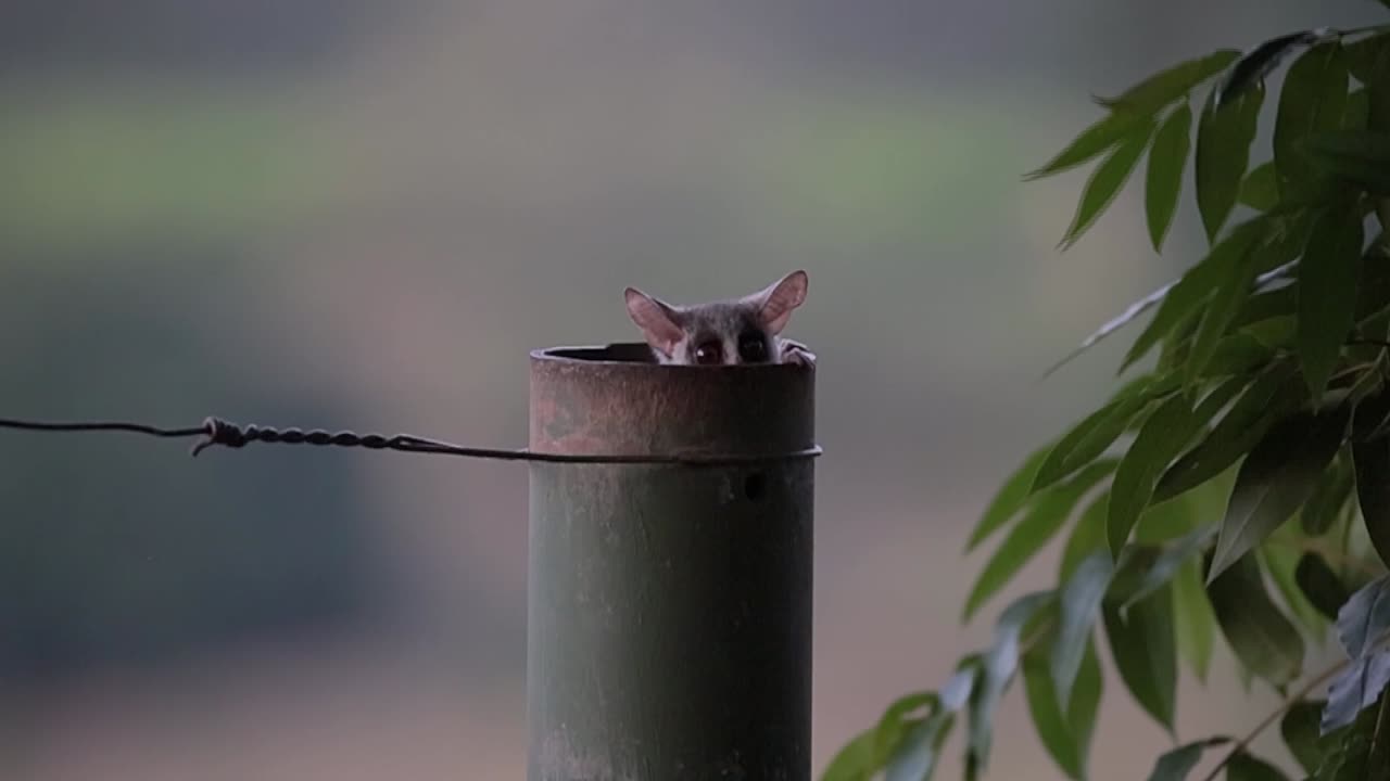 Lesser Bush Babies Emerge From Fence Pole Nest