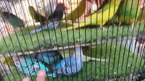 Karachi Birds market 23/11/25