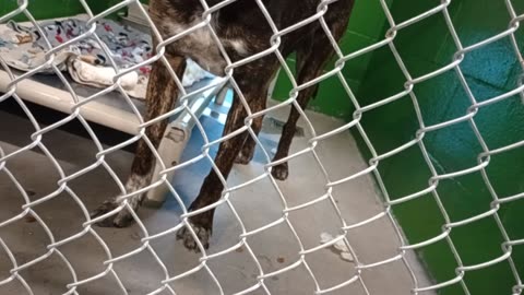 Sven 1y Pet Id 935974 kennel 23b HSSAZ shelter like us he's always lookin 4 next best thing202510316