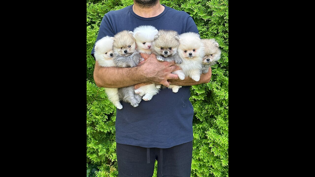 Sarasota Time Update with Karl KCgrits Calls Ted The Talking Head BlindViews Nomads