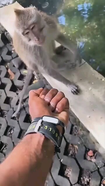 monkey video
