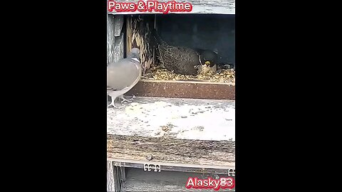 PIGEON MAKES THE WORST MISTAKE OF ITS LIFE WHEN SHE ENTERS AN ALCON'S NEST