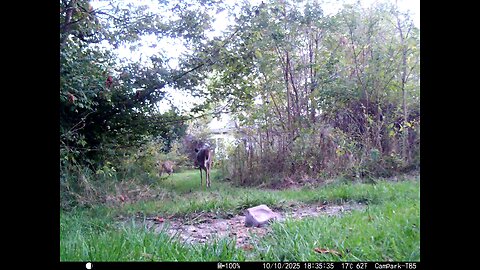 Deer Cam 10 10 2025 Deer On Deer Trail By Our House. Game Cam Trail Camera