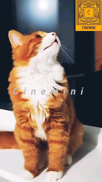 NEWSMAX2 supercat sings along with her owner cuteanimals Cats Cat Supercat Entertainment