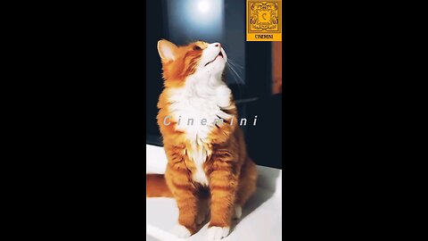 NEWSMAX2 supercat sings along with her owner cuteanimals Cats Cat Supercat Entertainment