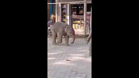 Cute Baby Elephant playing