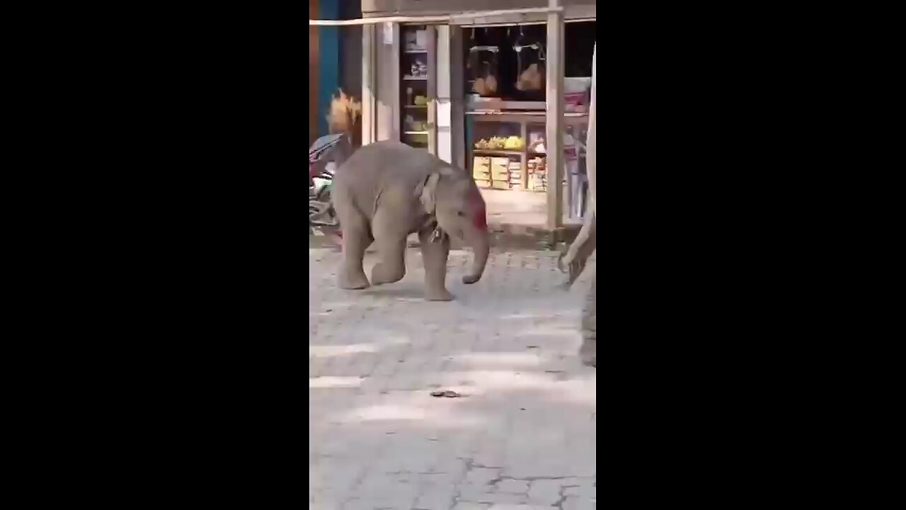 Cute Baby Elephant playing