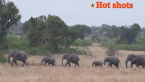 The process of wild elephants