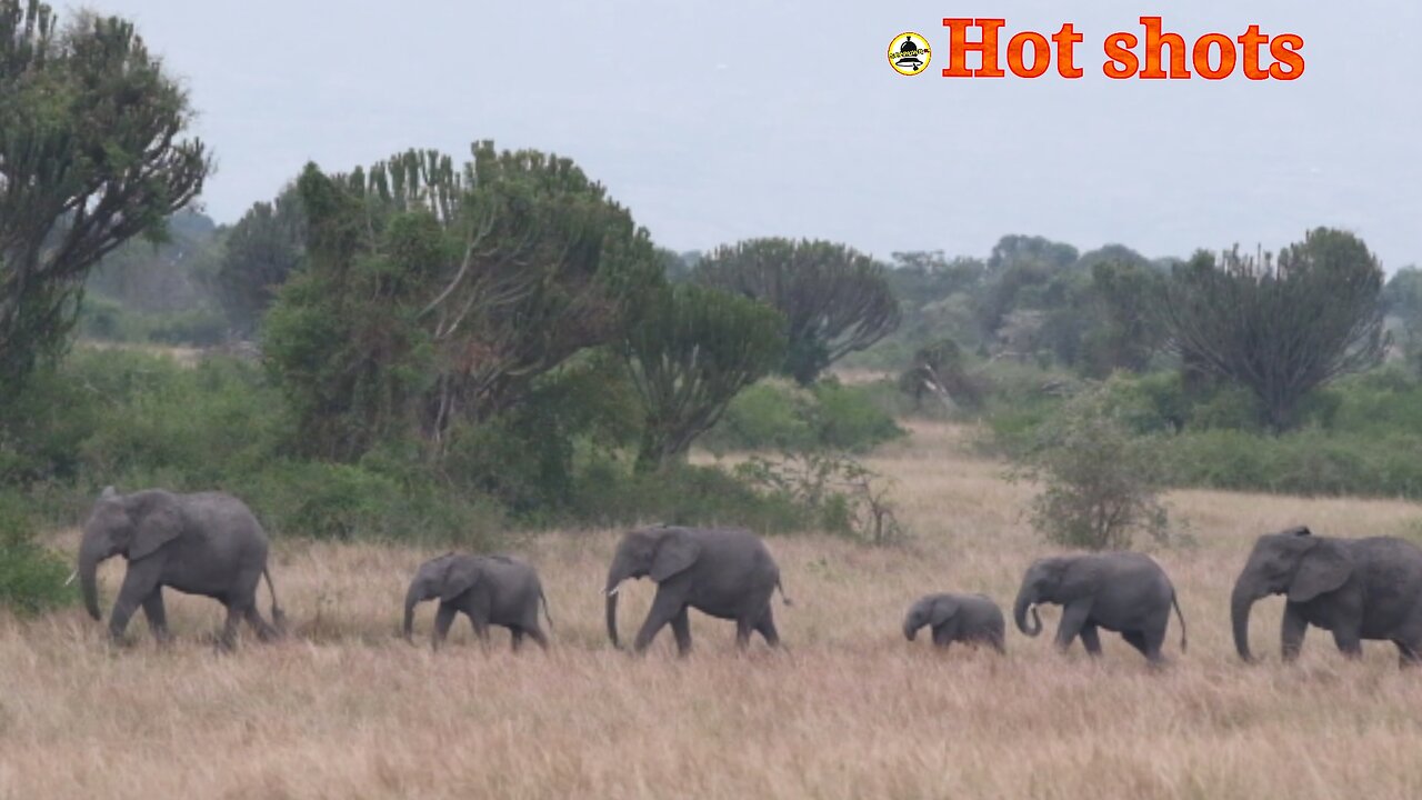 The process of wild elephants