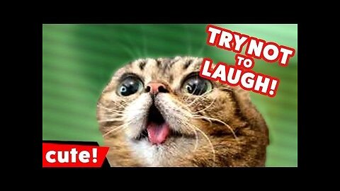 TRY NOT TO LAUGH (funny animals impossible version)