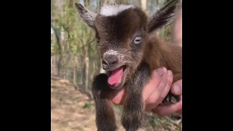 Goats are attached to people in the same way as dogs and cats.