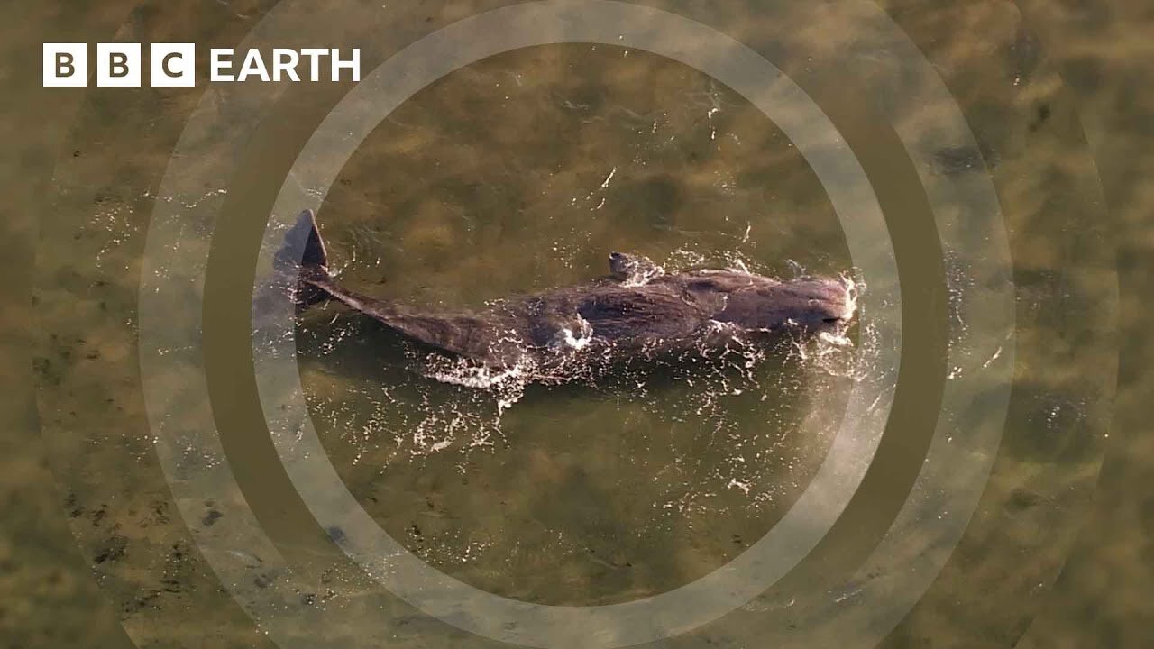 Can This Rescue Boat Save a Dying Sperm Whale