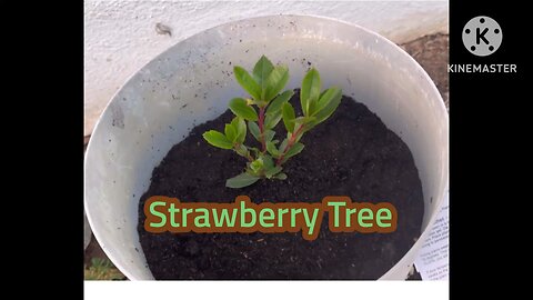 Planted a Strawberry Tree - 1/8/25